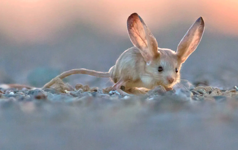 Маленький зайчик