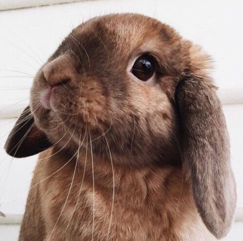 Калифорнийский заяц