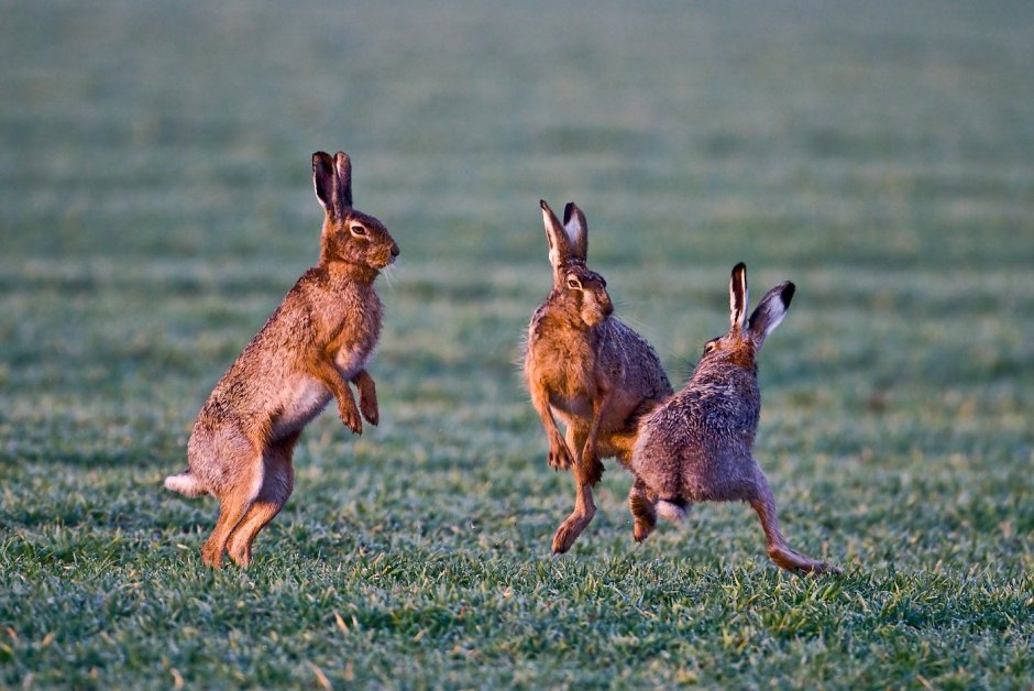 Заяц танцует