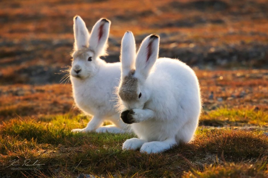 Заяц в боксерских перчатках