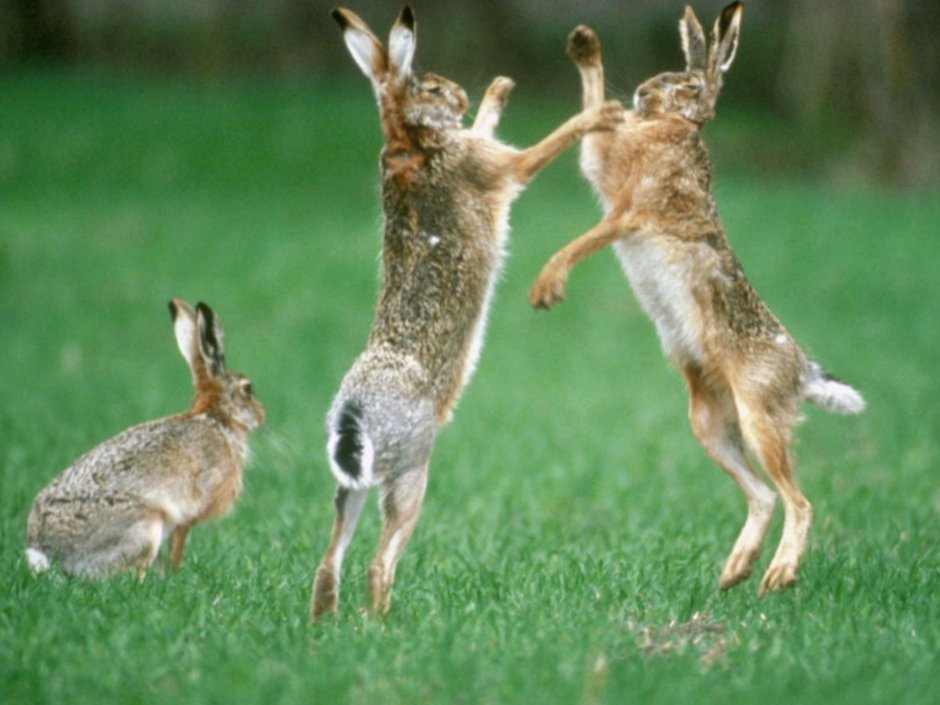 Зайцы дерутся