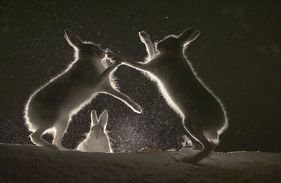 Сибирский Странник охота на зайца