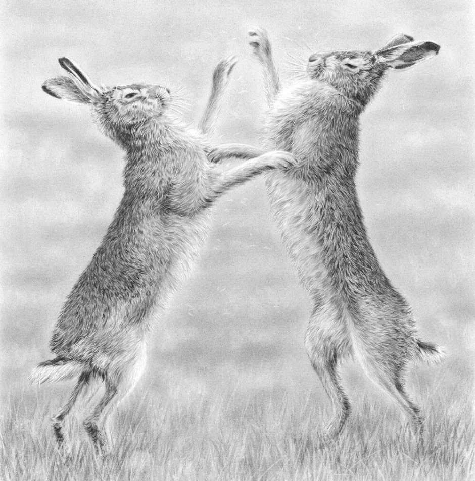 Зайцы бьются