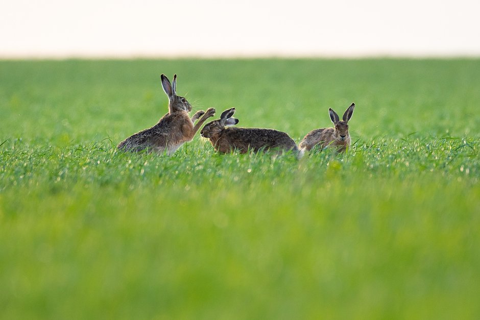С днем рождения заяц