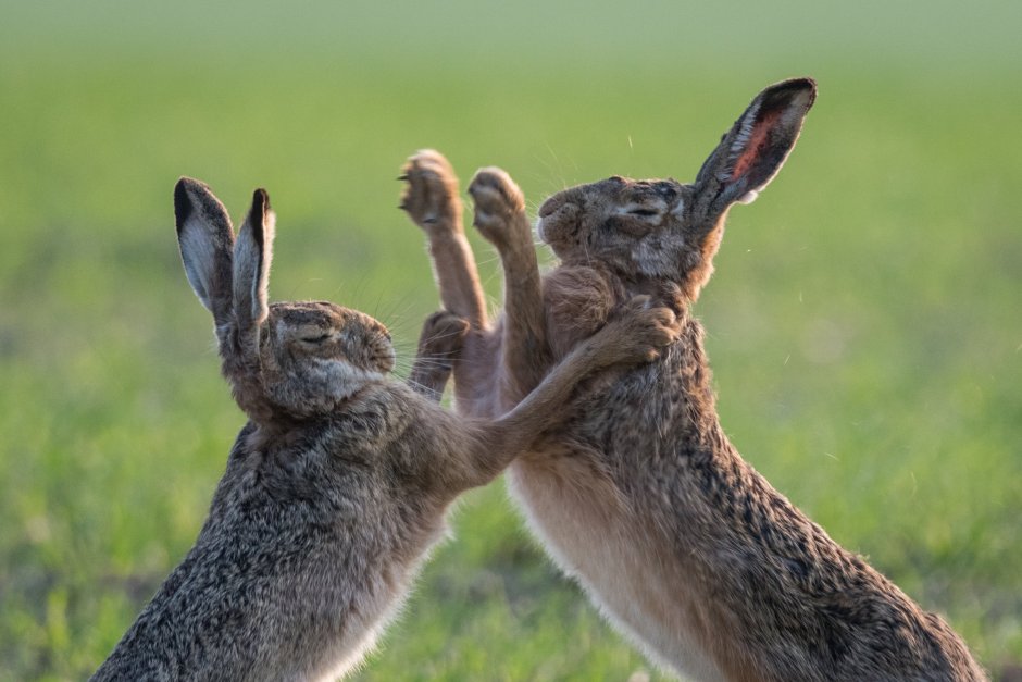 Зайцы дерутся