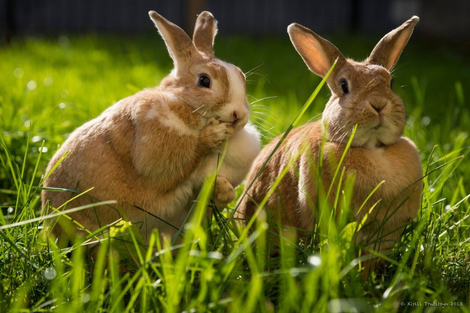Заяц стоит на задних лапах