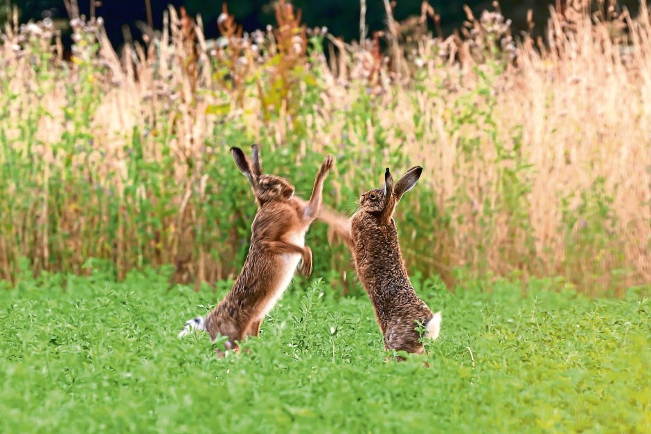 Заяц заяц чем ты занят