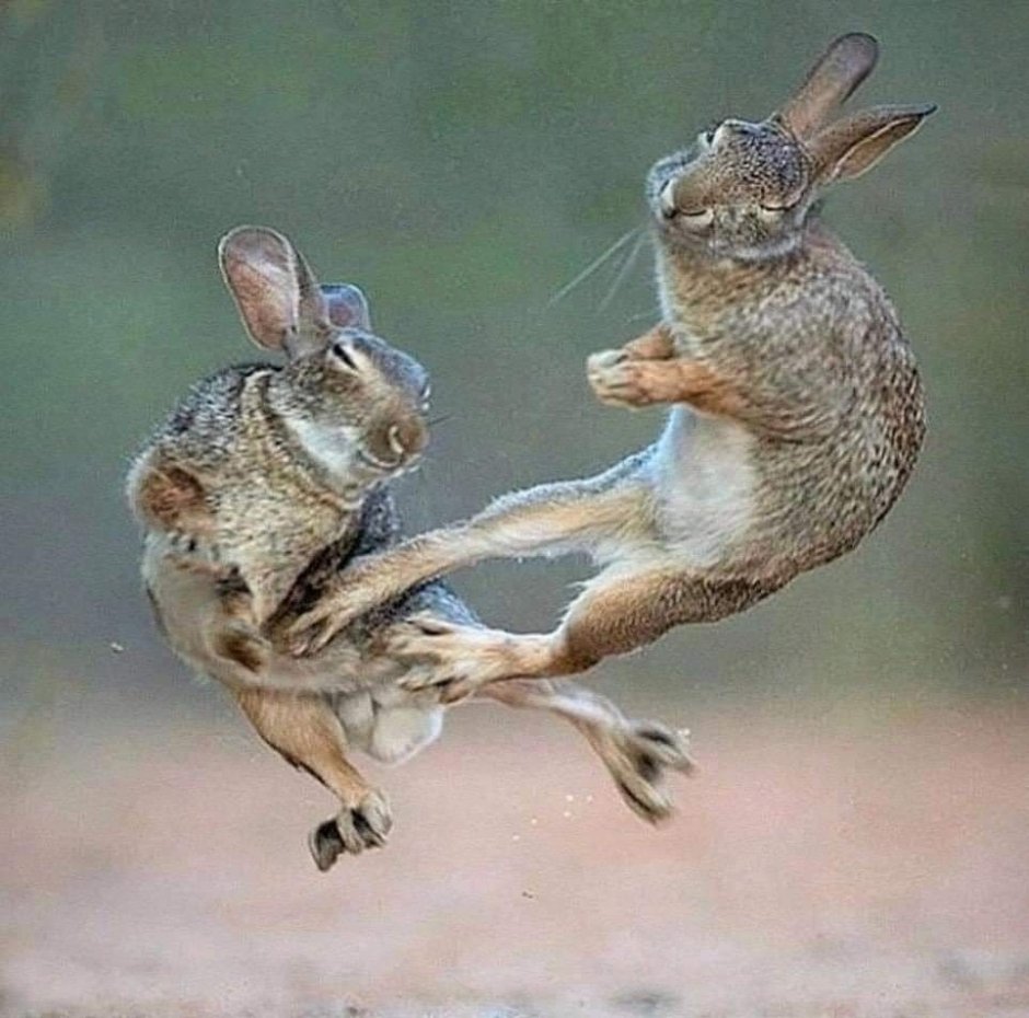 Зайцы дерутся