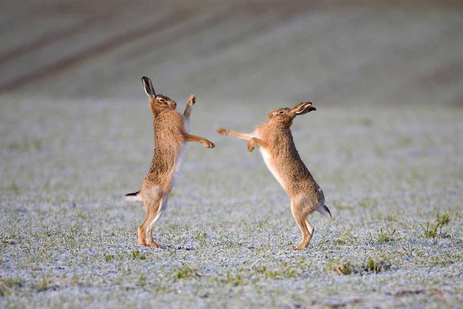 Кролики сношаются