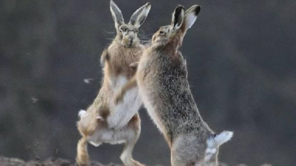 Зайцы дерутся