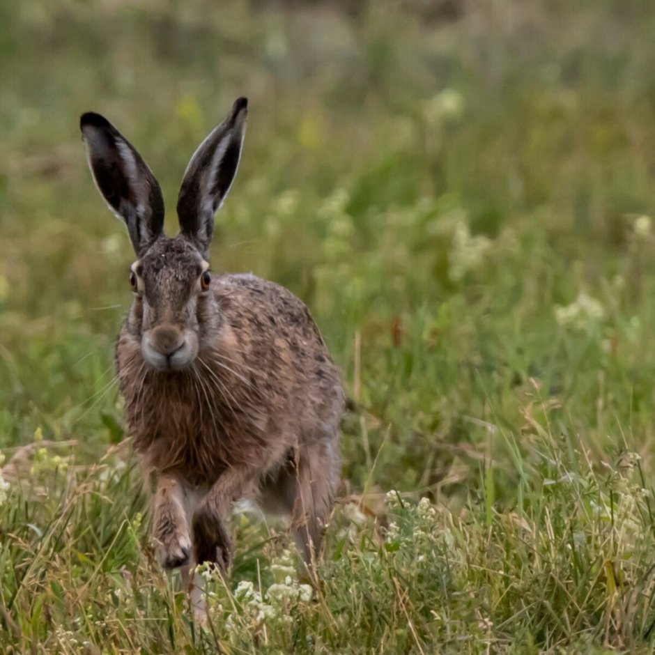 Кролик боксер арт