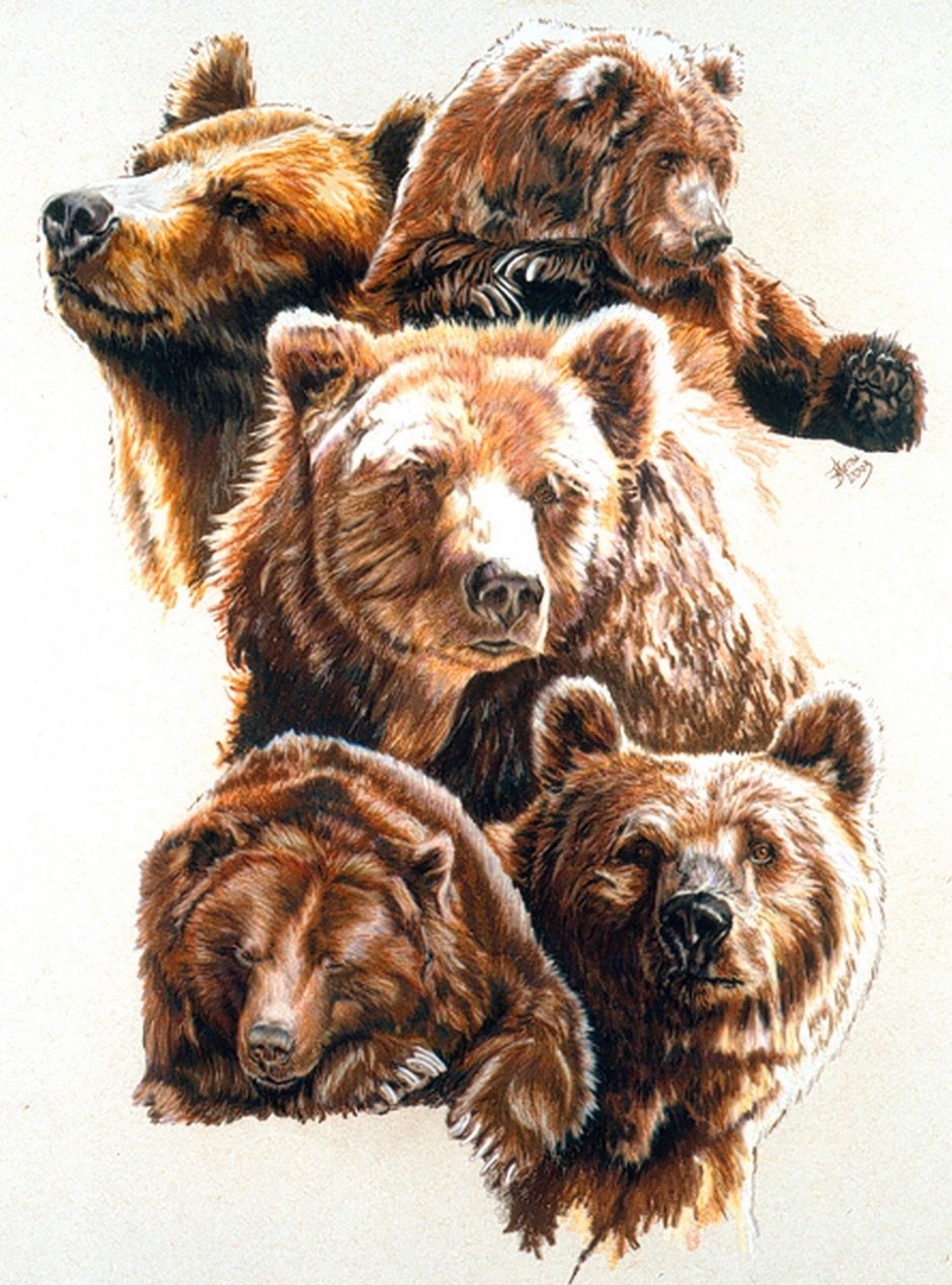 Славянский медведь