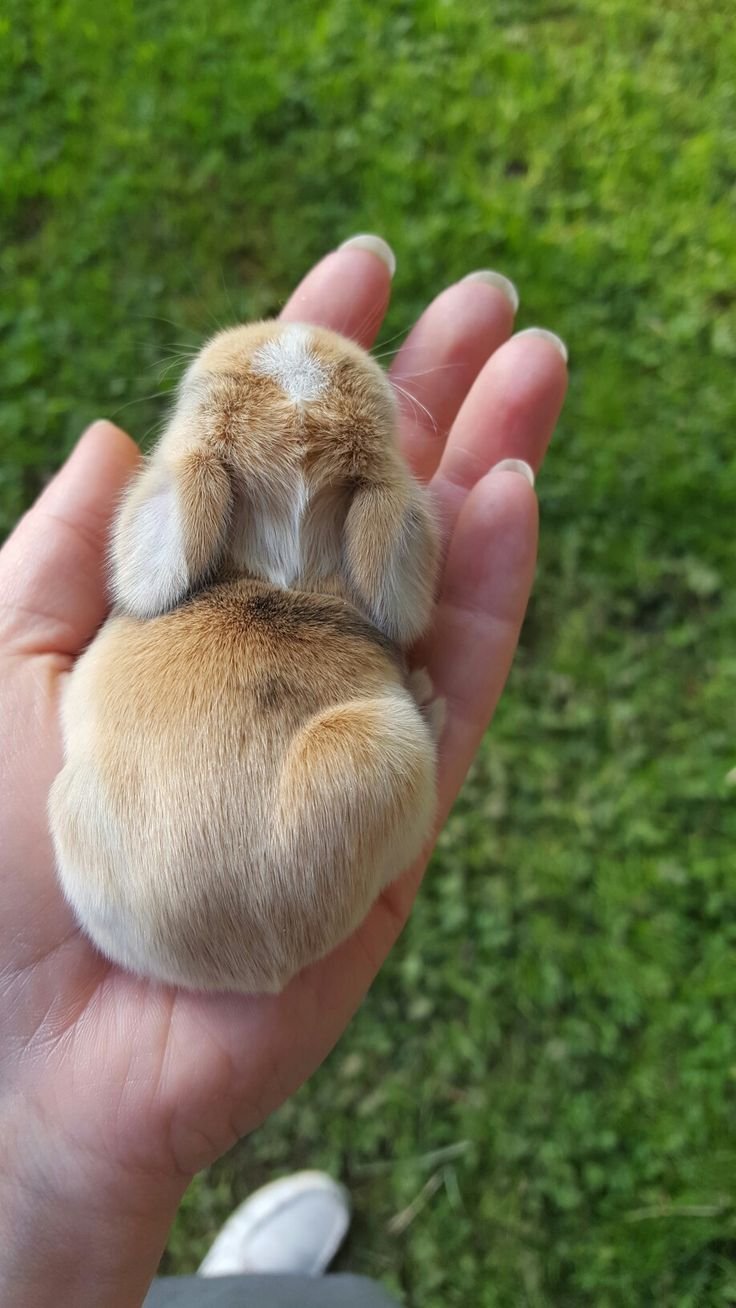 Кролик Эстетика