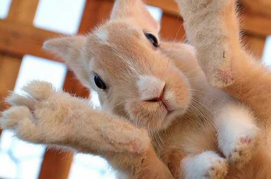 Кролик потягушки