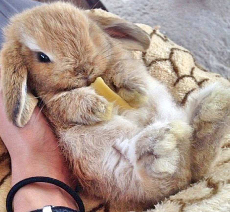 Зайчонок в руках