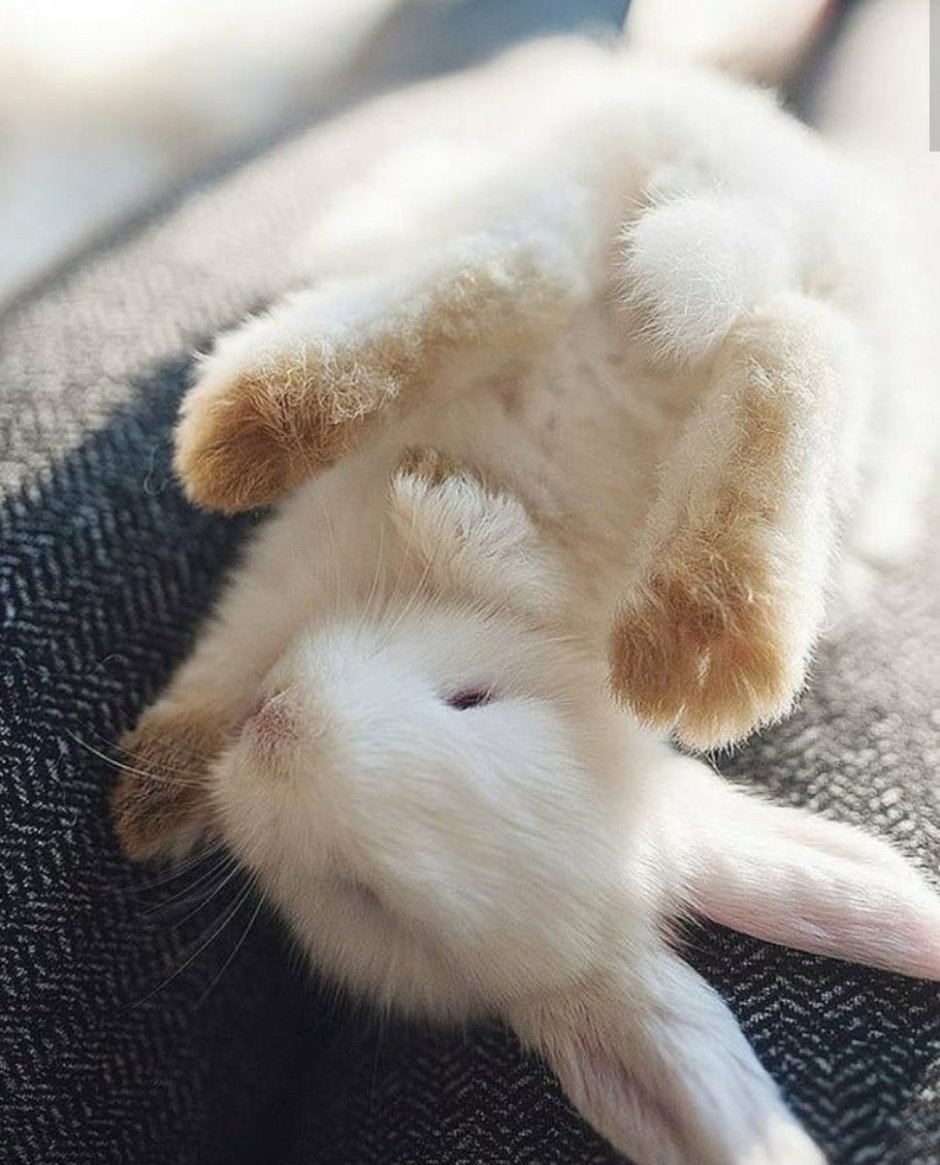 Милый кролик