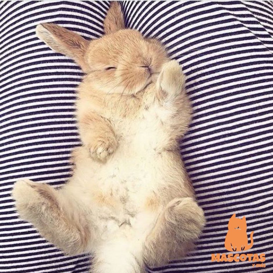 Кролик лежит