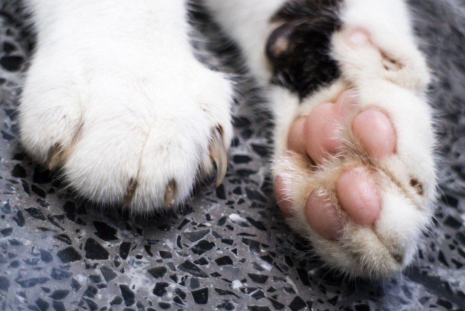 Лапа кота подушечки