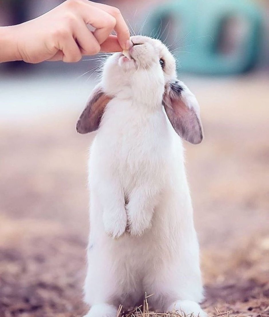 Кролики играются