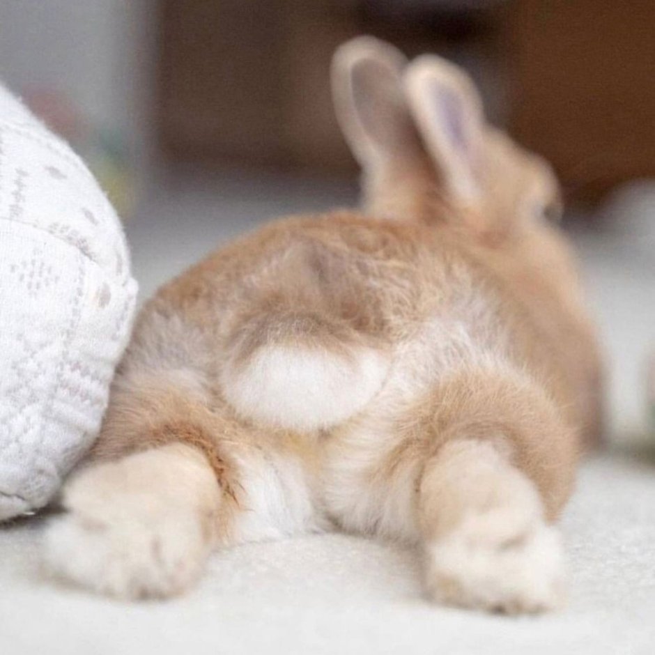 Кролик попой вверх