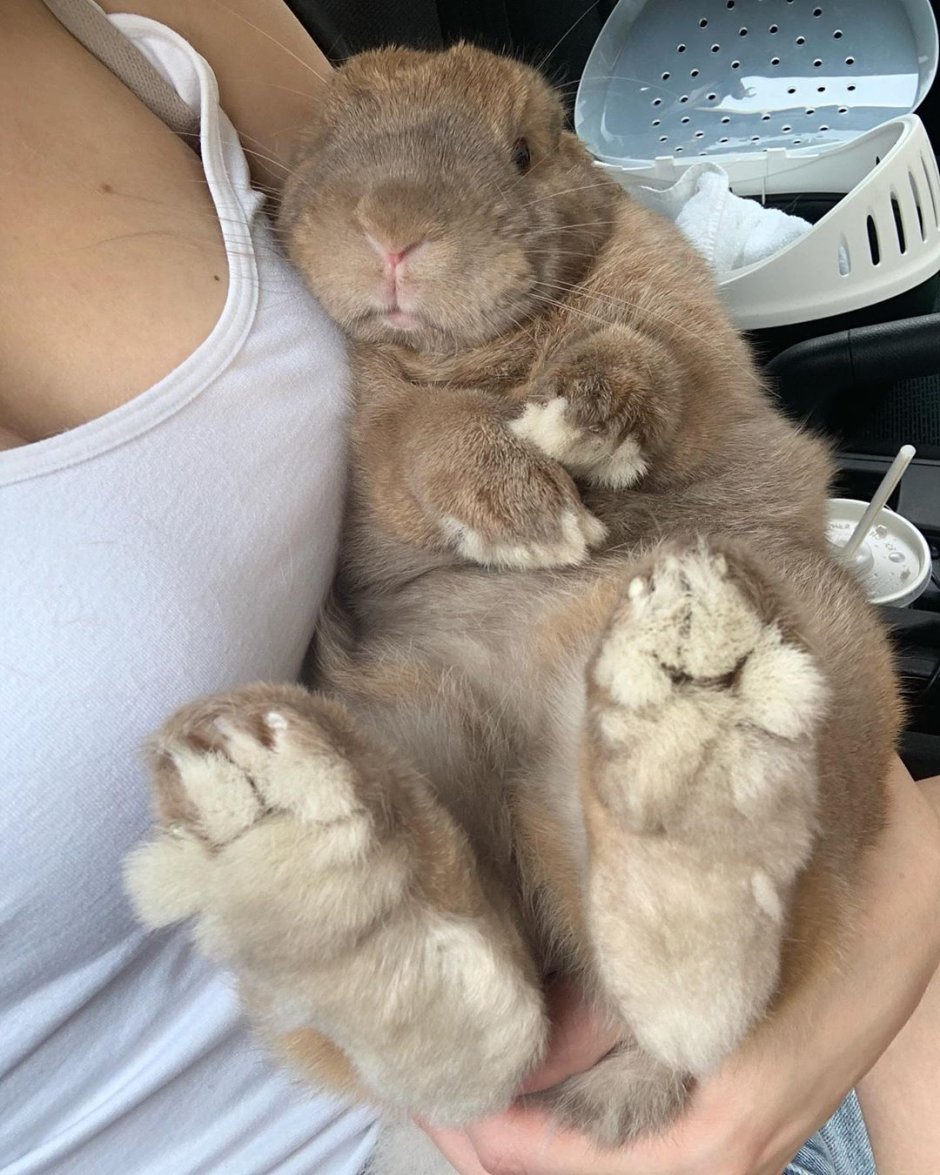 Добрый кролик