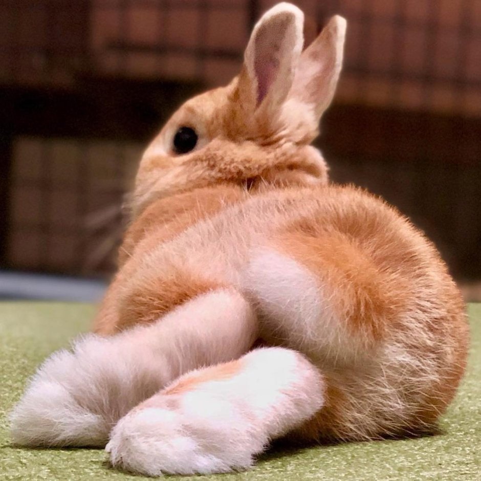 Зайчиха извращуга