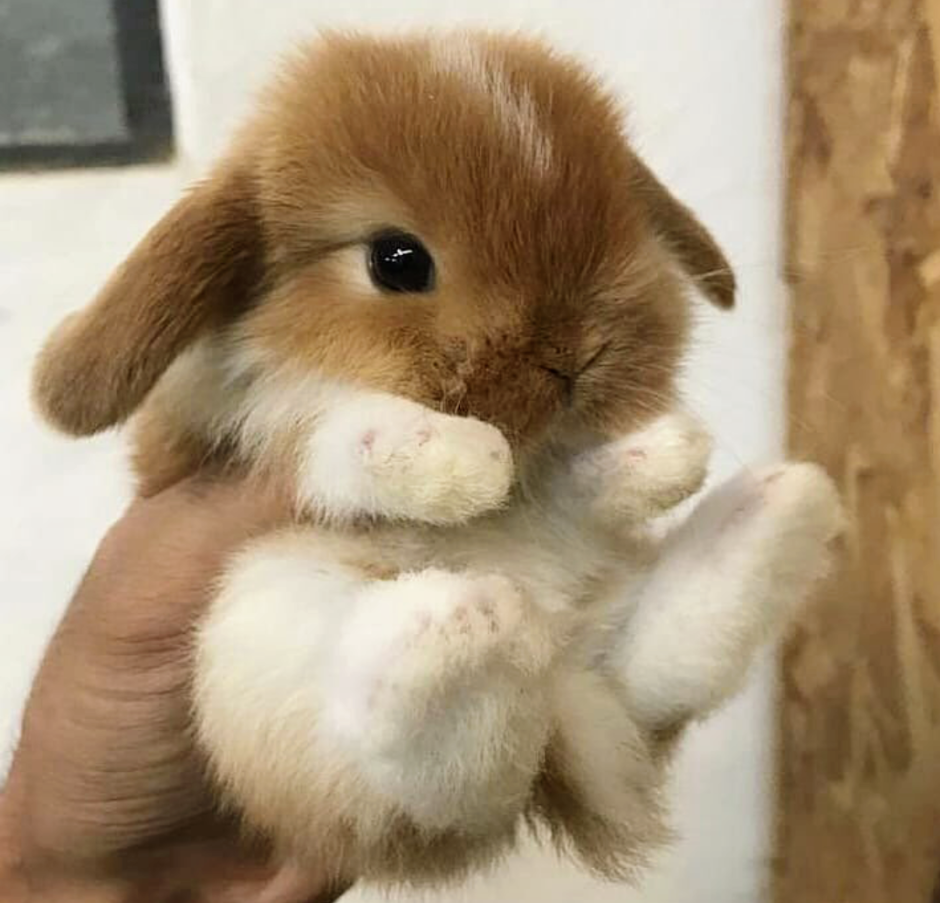 Кроличья лапа трафарет