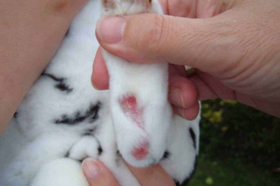 БТС кроличья лапка