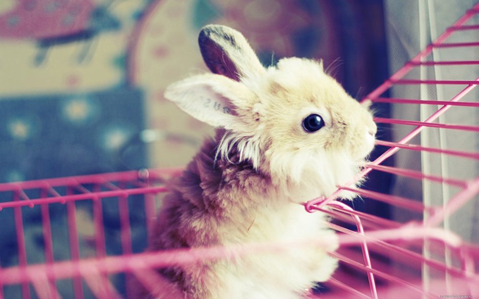 Милый зайчик