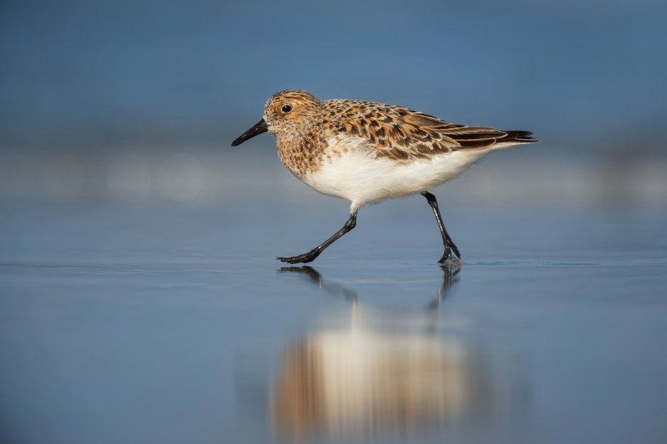 The Sandpiper Кулик