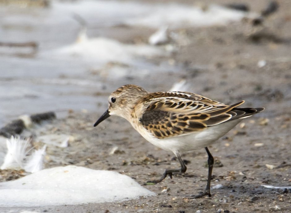 Кулик-Воробей - Calidris minuta