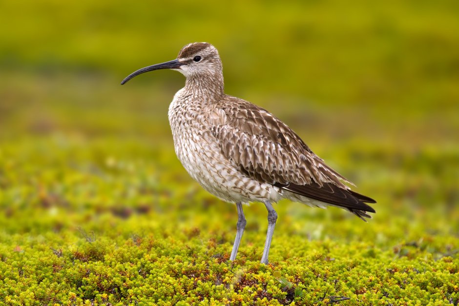 Средний кроншнеп (Numenius phaeopus)