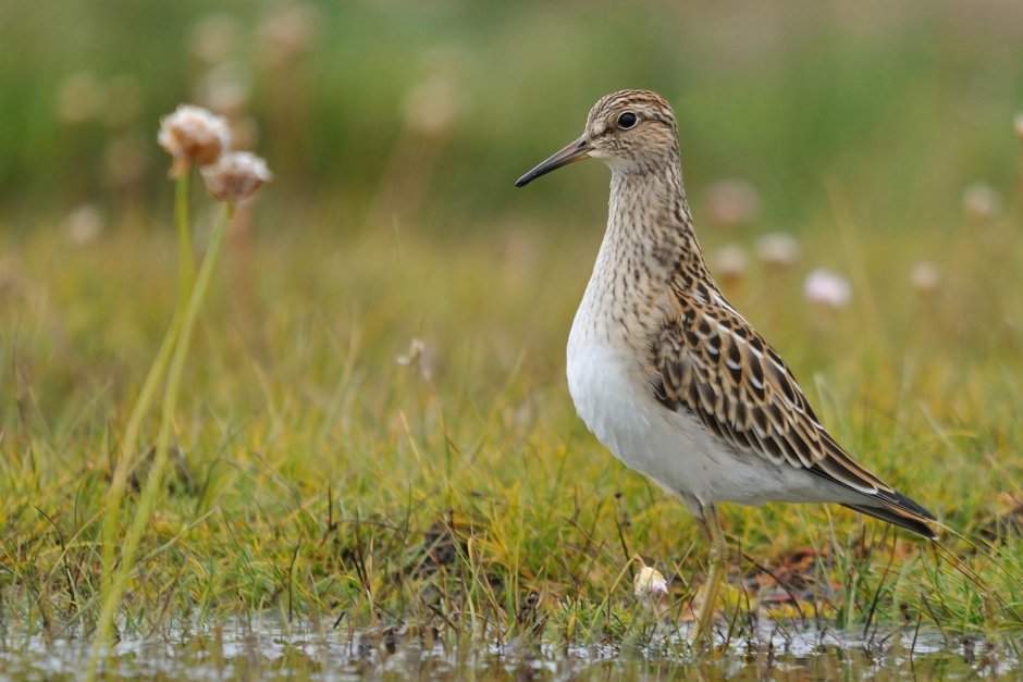 The Sandpiper Кулик