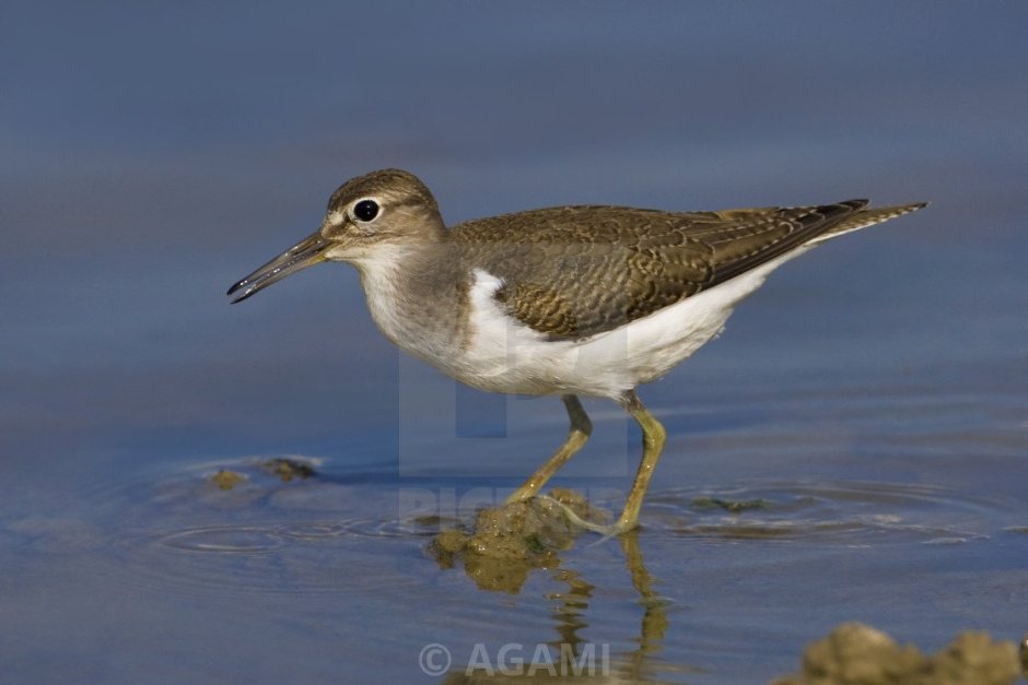 Перевозчик (Actitis hypoleucos)