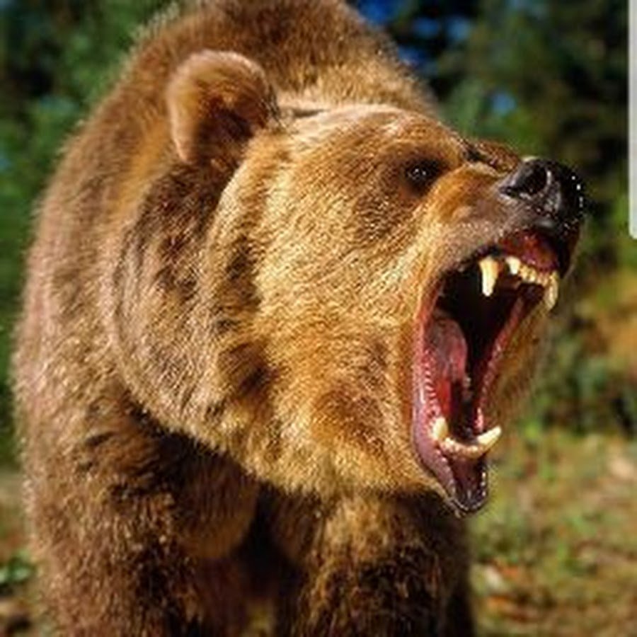 Артур медведь