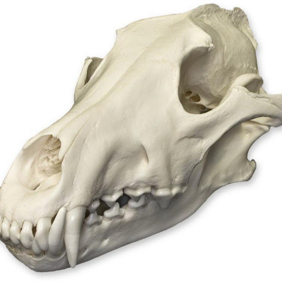 Таксидермия технология