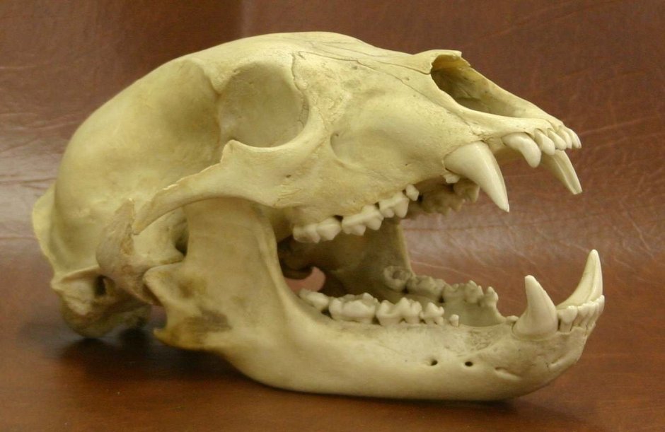 Челюсти медведя Гризли