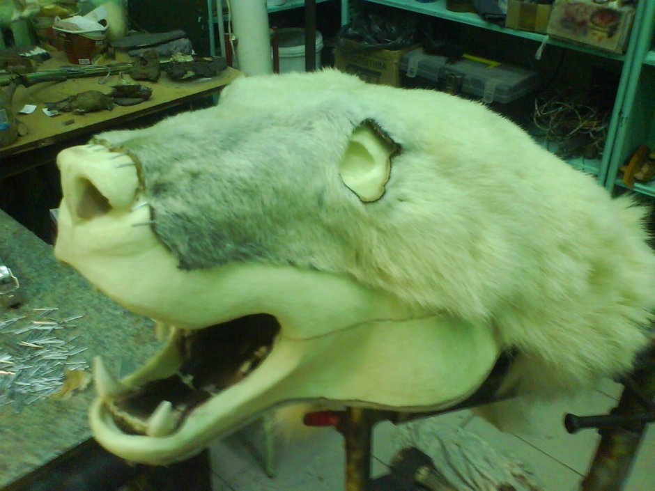 Челюсть монстра референс