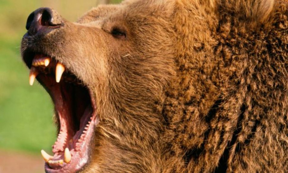 Разъяренный медведь