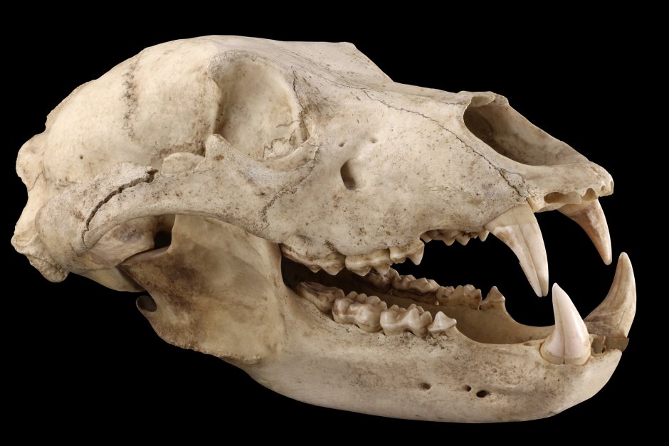 Гигантские чудовища собака медведь