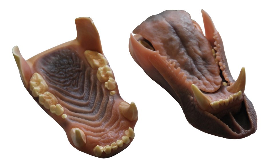 Медведь Гризли оскал