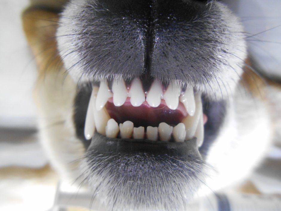 Челюсть медведя вектор