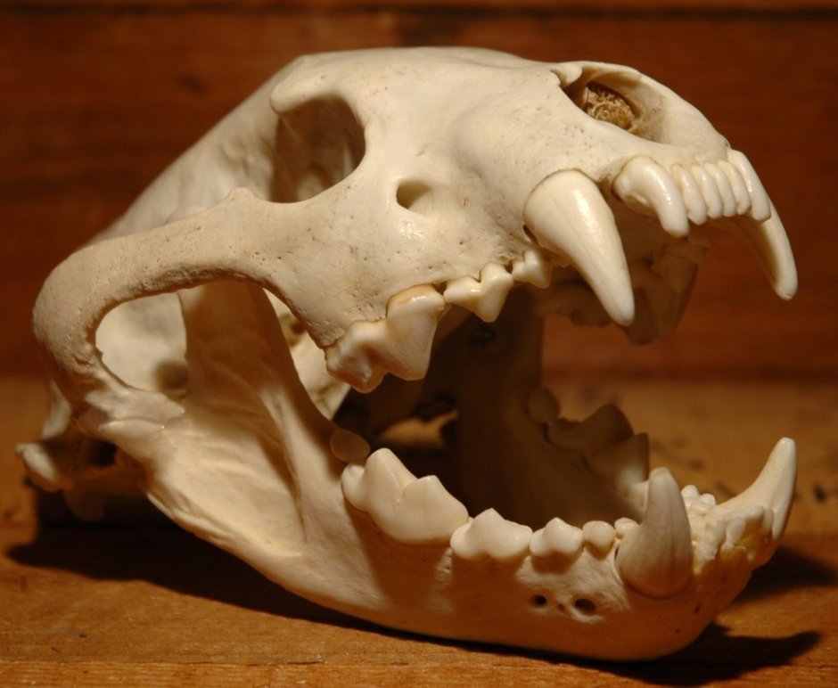 Медведь Гризли рычит