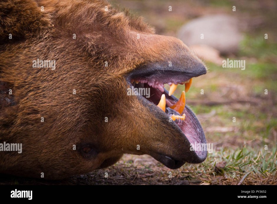 Рот медведя