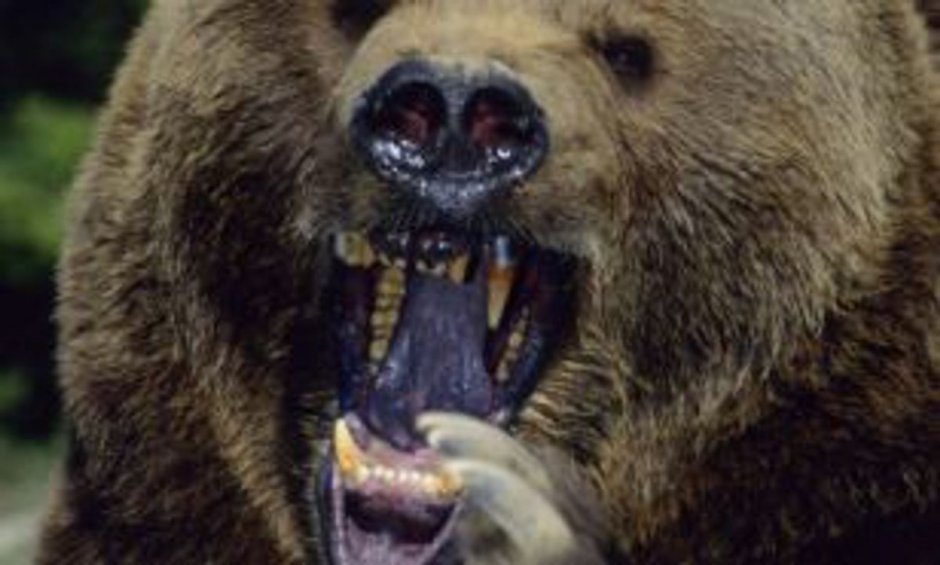 Гиена с открытым ртом и слюнями