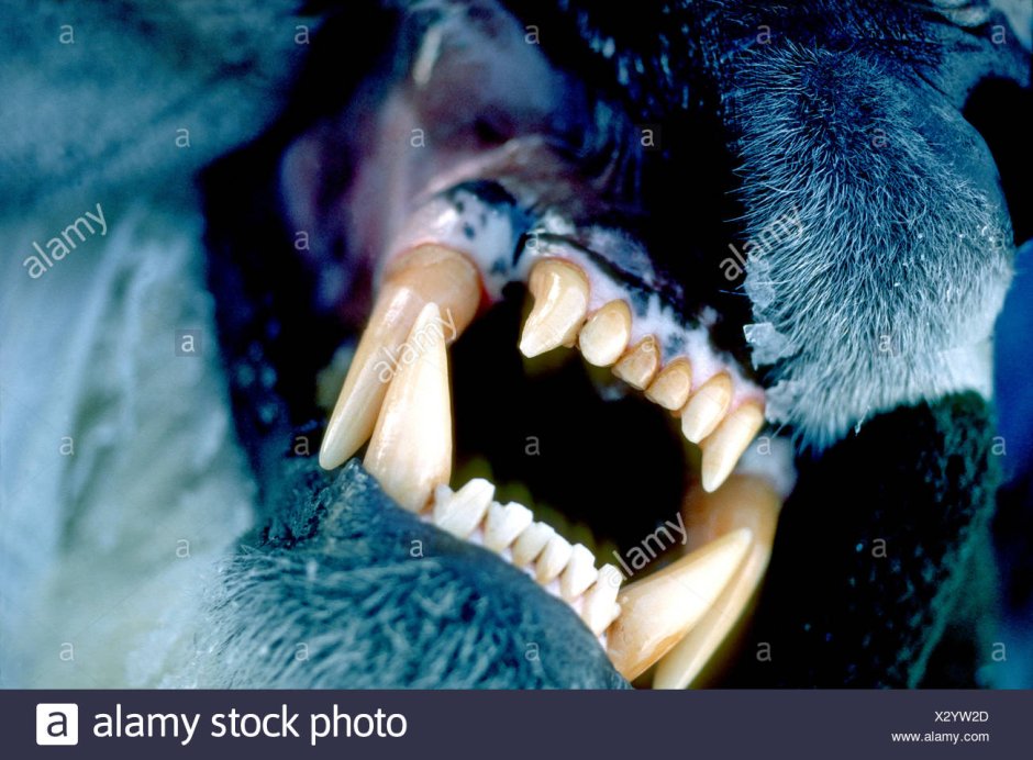 Медведь с открытой пастью