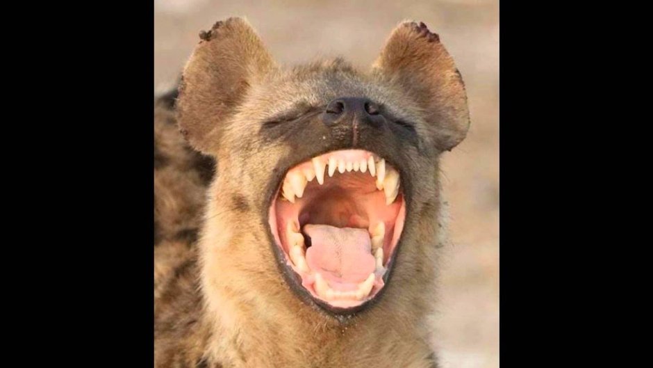 Очень опасные животные