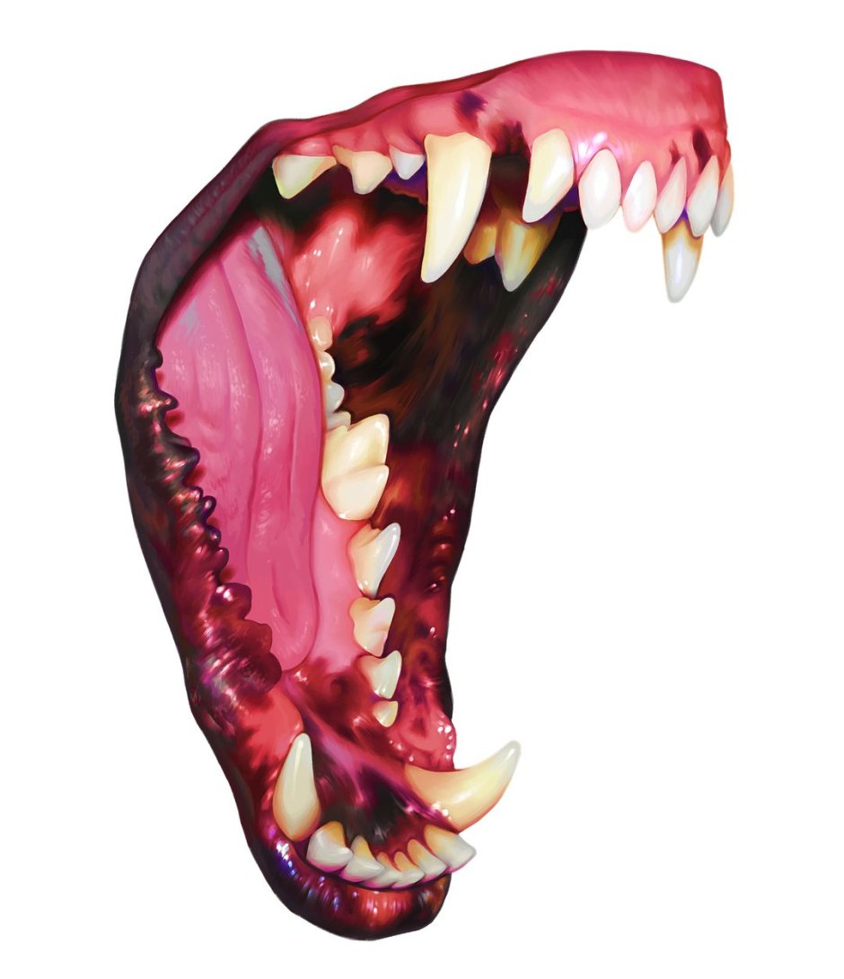 Клык медведя