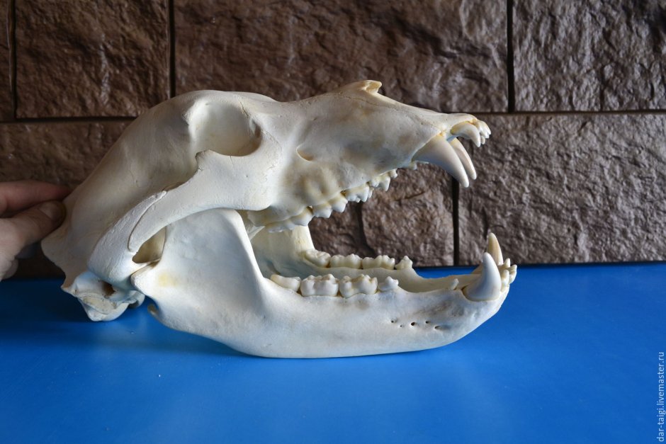 Медведь Гризли против Льва