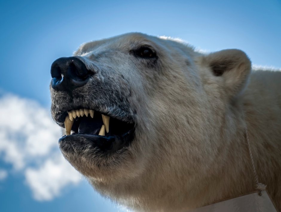 Отряд Насекомоядные череп